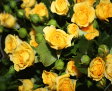 Банный Косметический Ингредиент - Абсолют розы