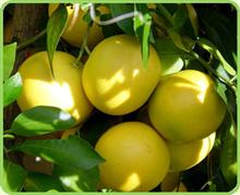 Банный Косметический Ингредиент - Эфирное масло грейпфрута