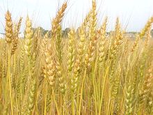 Банный Косметический Ингредиент - Пшеница