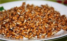 Банный Косметический Ингредиент - Масло зародышей пшеницы