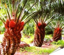 Банный Косметический Ингредиент - Масло пальмовое