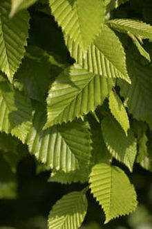 Банный Косметический Ингредиент - Масло листьев орешника