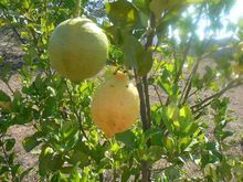 Банный Косметический Ингредиент - Настой свежего органического лимона